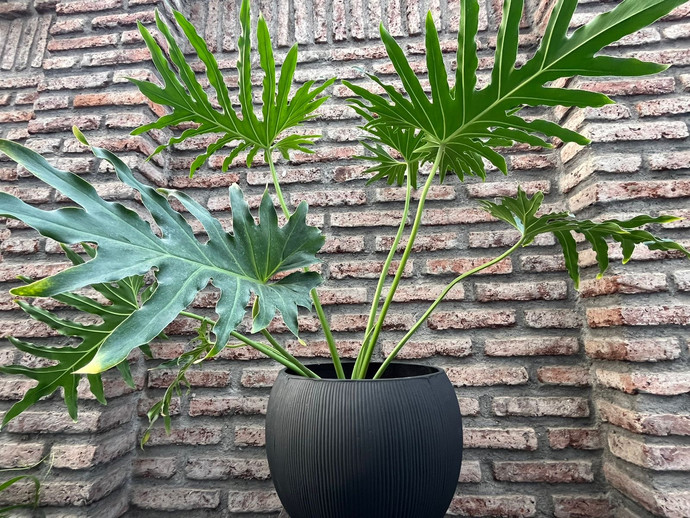 Filodendro paraguayo - filodendro paraguayo planta de interior grande de 150 cm de altura en macetero negro de fibra de arcilla.JPG