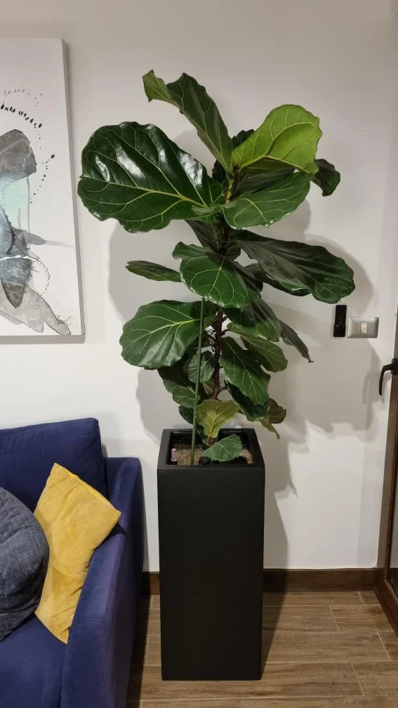 Macetero autorregante modelo Baden - 823111-macetero_autorregante_modelo_baden_color_negro_con_ficus_lyrata_de_35x35x80_cm.webp