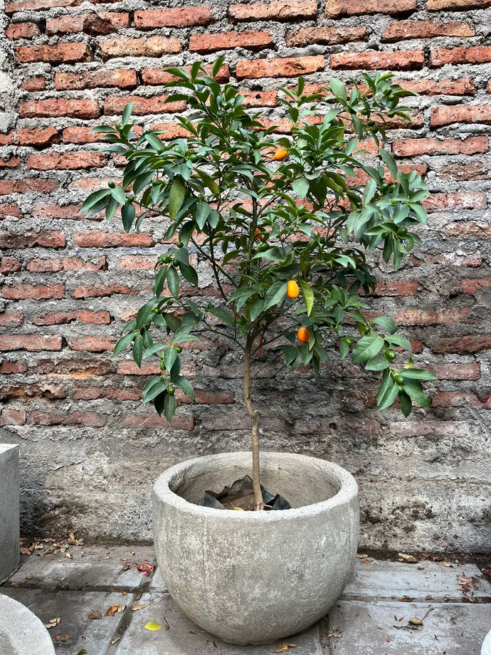 Macetero redondo tipo bowl de hormigón - arbusto cítrico kumquat de 150 cm de altura en macetero de cemento.JPG