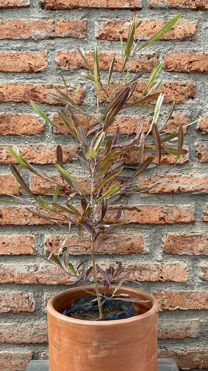 Stenocarpus - stenocarpus chico planta de sol, con macetero de greda 2.jpg.jpg