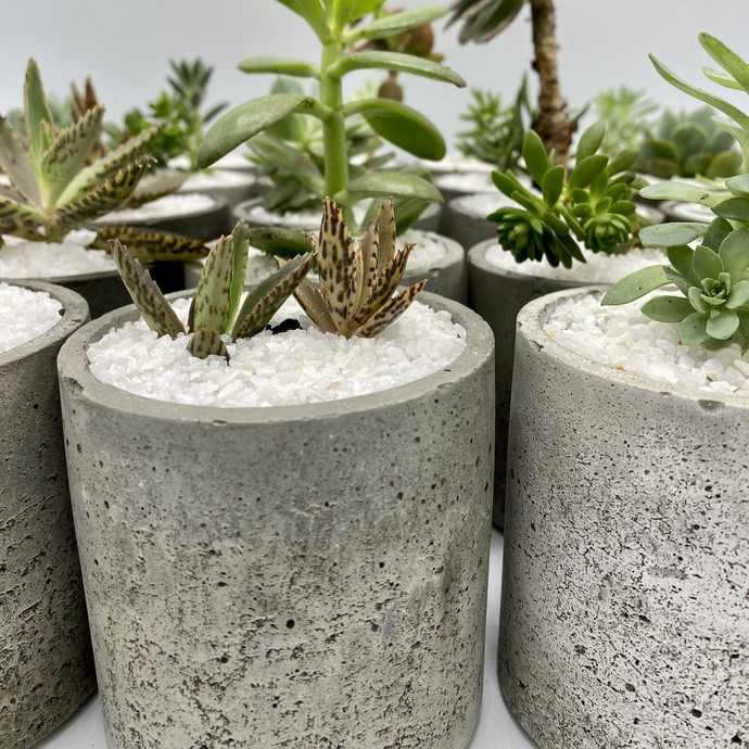 Macetero cilíndrico pequeño de hormigón con planta - macetero chico ciíndrico de hormigón pulido especial para cactus y suculentas1.jpeg