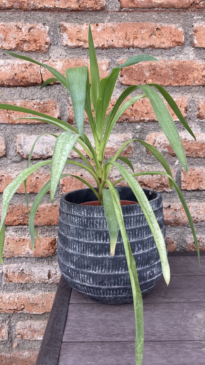 Yuca pequeña - yucca con macetero de fibra de cemento mediano.jpg