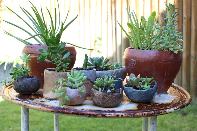 Cuenco de cerámica de gres con suculenta - cuenco o macetero pequeño de ceramica de gres con suculentas 1.jpg