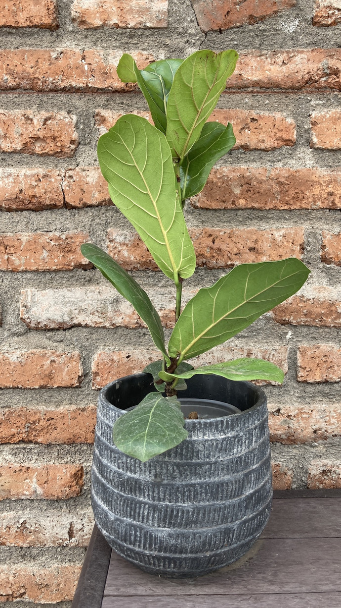 Ficus lyrata pequeño - ficus lyrata chico con macetero de fibra de cemento mediano.jpg