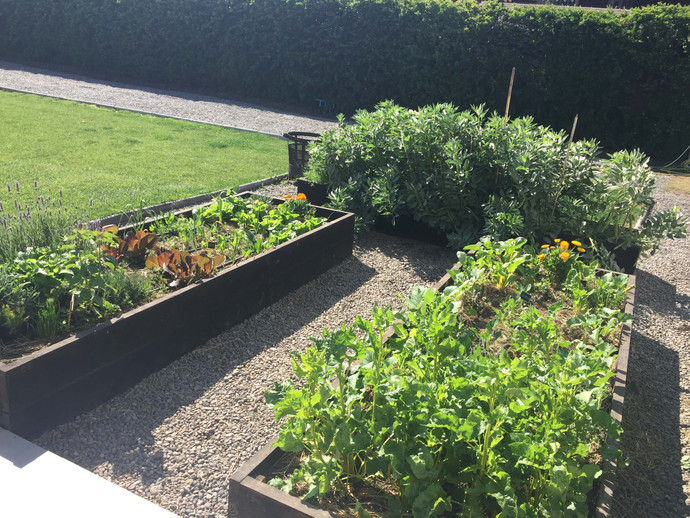 Taller grupal sobre huertos orgánicos - huertos en el suelo terminados.jpg