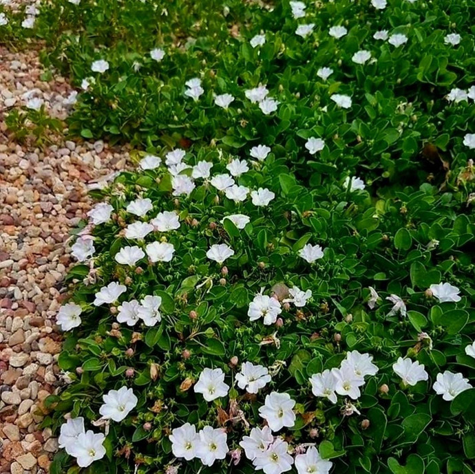 Cubresuelo Falkia  - cubresuelo Falkia repens.jpeg