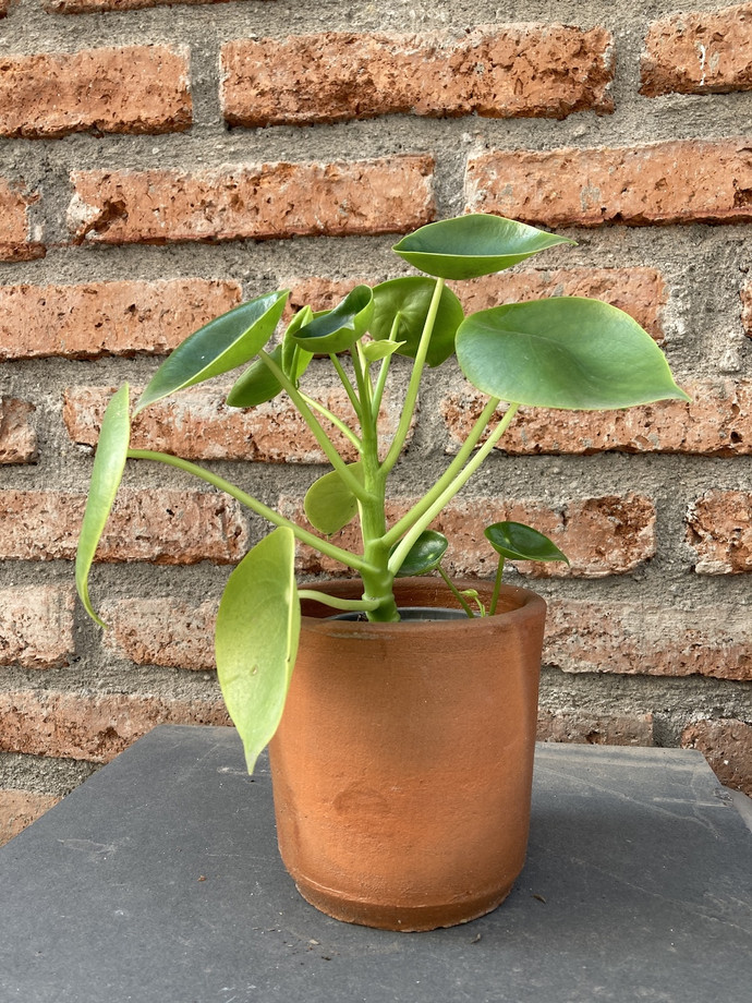 Peperomia cucharita - planta de interior pequeña cucharita en macetero de greda 3.JPG