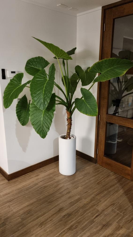 Macetero autorregante modelo Oslo - 823141-macetero_autorregante_modelo_oslo_de_27x60_cm_color_blanco_con_planta_manto_de_eva.jpeg