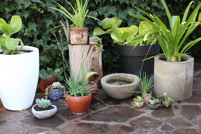 Macetero cilíndrico de hormigón con agapanto  - diferentes tipos de maceteros con plantas.jpg