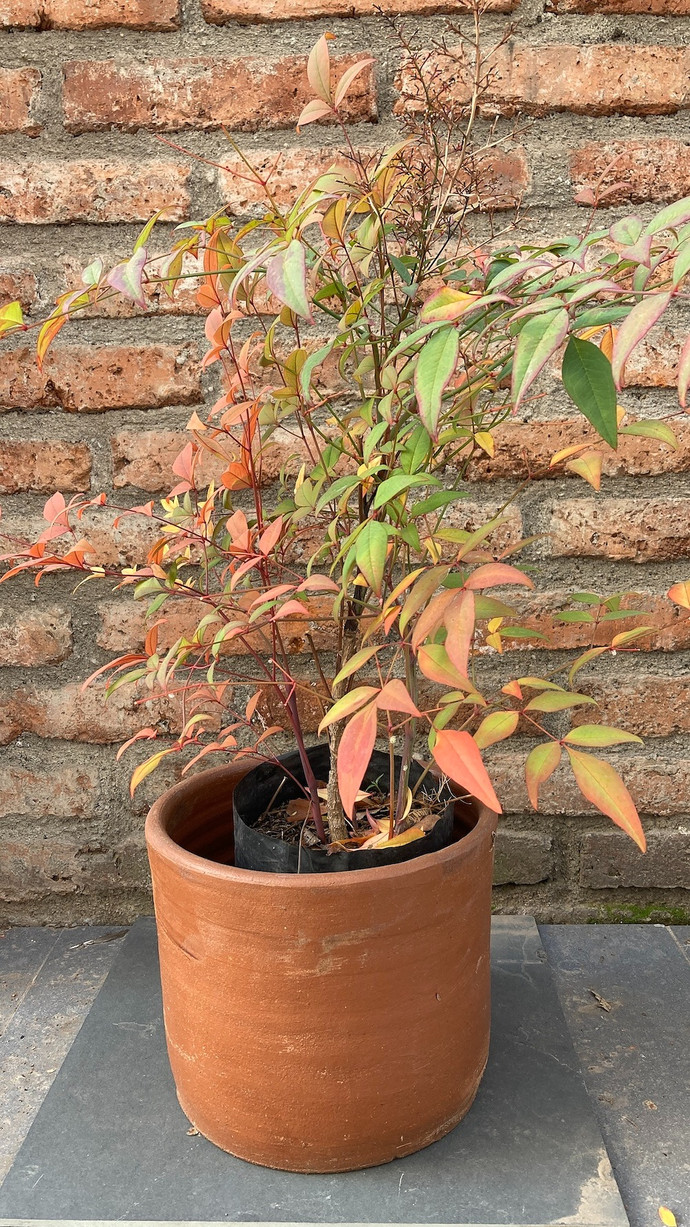 Nandina - nandina mediana planta de sol con macetero de greda 3.jpg.jpg
