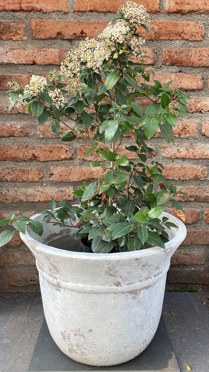 Laurentina - laurentina planta de sol mediana hojas verdes y flores blancas, con macetero blanco de fibra de arcilla 2.jpg.jpg