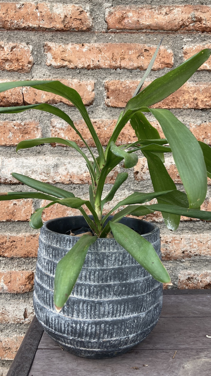 Dracena cordyline - dracena cordyline con macetero de fibra de cemento mediano.jpg