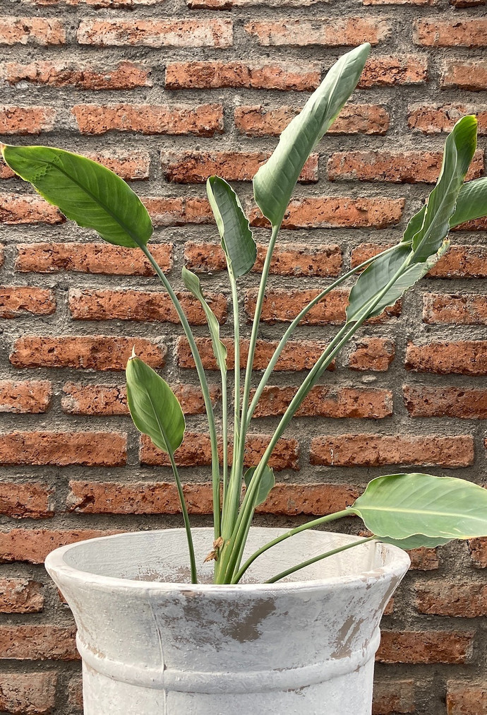 Flor del pájaro - flor del pájaro mediana planta de sol, con macetero blanco de fibra de arcilla 2.jpg.jpg