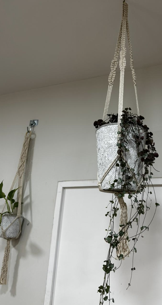 Set de colgante de macramé + macetero + planta - Colgante de macrame con enredadera.png