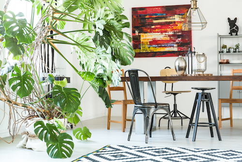 Macetas con plantas y plantas de interior  - plantas de interior tamaño ok.jpg
