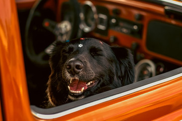 CHECKLIST PARA VIAJAR CON MASCOTAS: TIPS PARA UN VIAJE SIN ESTRÉS