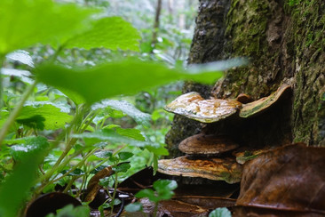 REISHI: BENEFICIOS PARA EL EQUILIBRIO NATURAL DE TU CUERPO