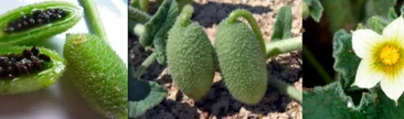 Melón reuma