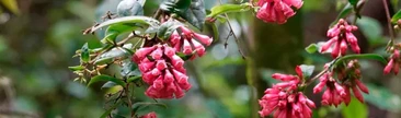 Yerba del lagarto