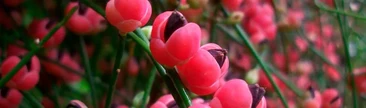Pingo-pingo