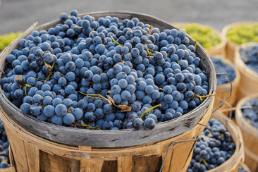 ¿SABES QUÉ ES EL RESVERATROL? DESCUBRE LO QUE PUEDE HACER POR TU CUERPO