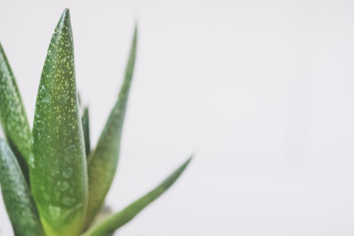 GEL DE ALOE VERA: TU MEJOR ALIADO LUEGO DE EXPONERTE AL SOL