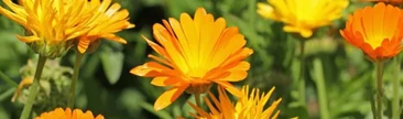 Calendula