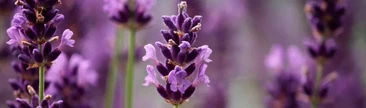 Lavanda