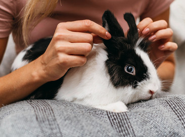 Ley Cruelty Free: Conoce los productos de Farmacias Knop libres de crueldad animal 