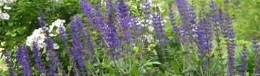 Salvia