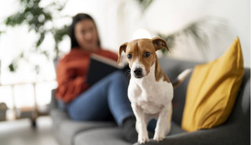 ¿EN QUÉ CASOS UTILIZAR TRANQUILIZANTE NATURAL PARA PERROS?