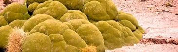 Llareta