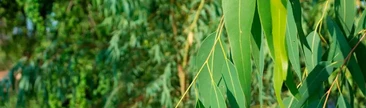Eucalipto