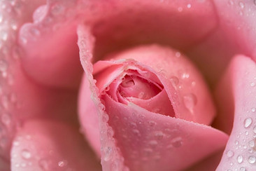 MÚLTIPLES FORMAS DE USAR EL AGUA DE ROSAS PARA TU BIENESTAR