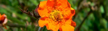 Yerba del clavo