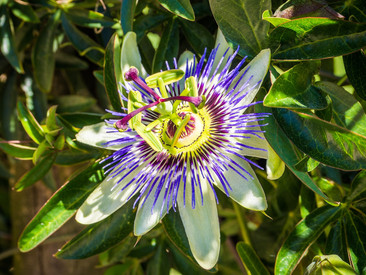 PASSIFLORA: ¿QUÉ ES Y CUÁLES SON SUS PROPIEDADES?