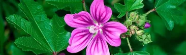 Malva
