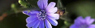 Achicoria Amarga