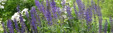 Salvia