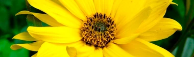 Arnica