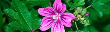 Malva