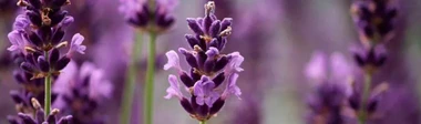 Lavanda