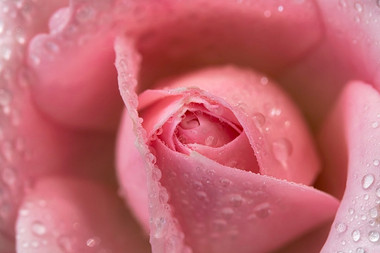 MÚLTIPLES FORMAS DE USAR EL AGUA DE ROSAS PARA TU BIENESTAR