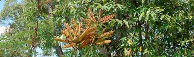 Cabello de Angel