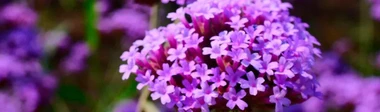 Verbena