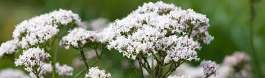 Valeriana