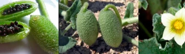 Melón reuma