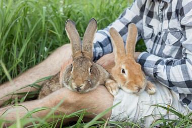 ONG VINCULADA A FARMACIAS KNOP IMPULSA LEY QUE PROHÍBE TESTEO EN ANIMALES EN CHILE