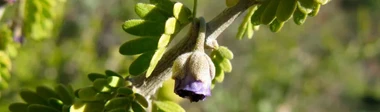 Guayacán