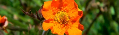 Yerba del clavo